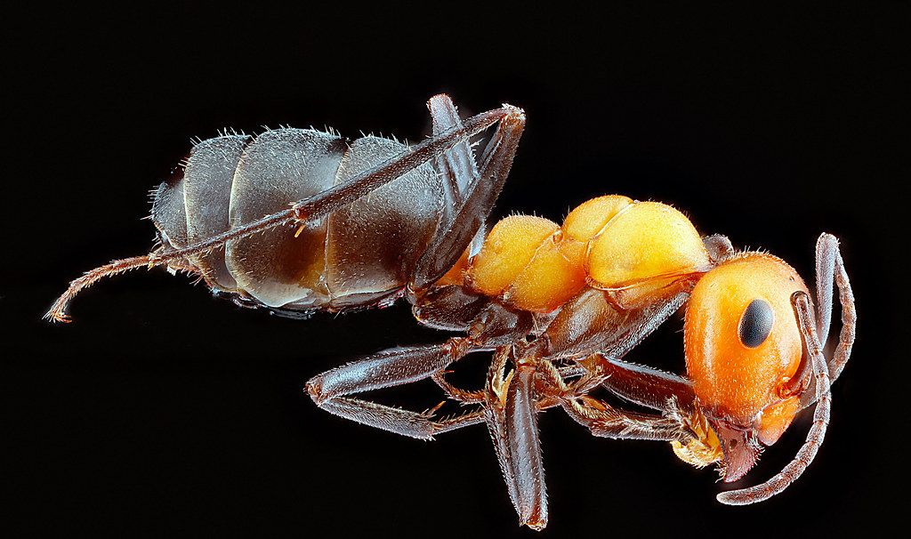 Ant Control service in Independence, MO