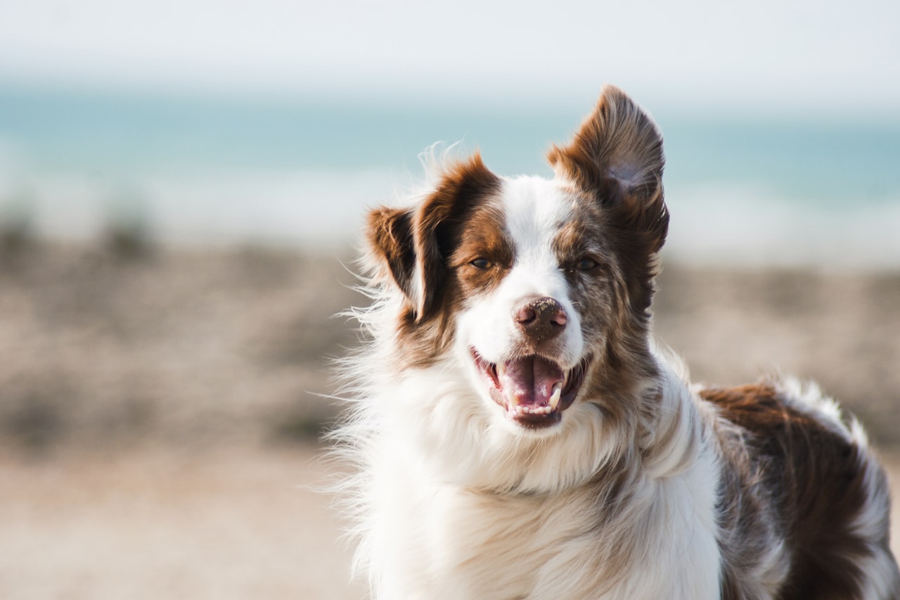 Flea & Tick Control service in Independence, MO