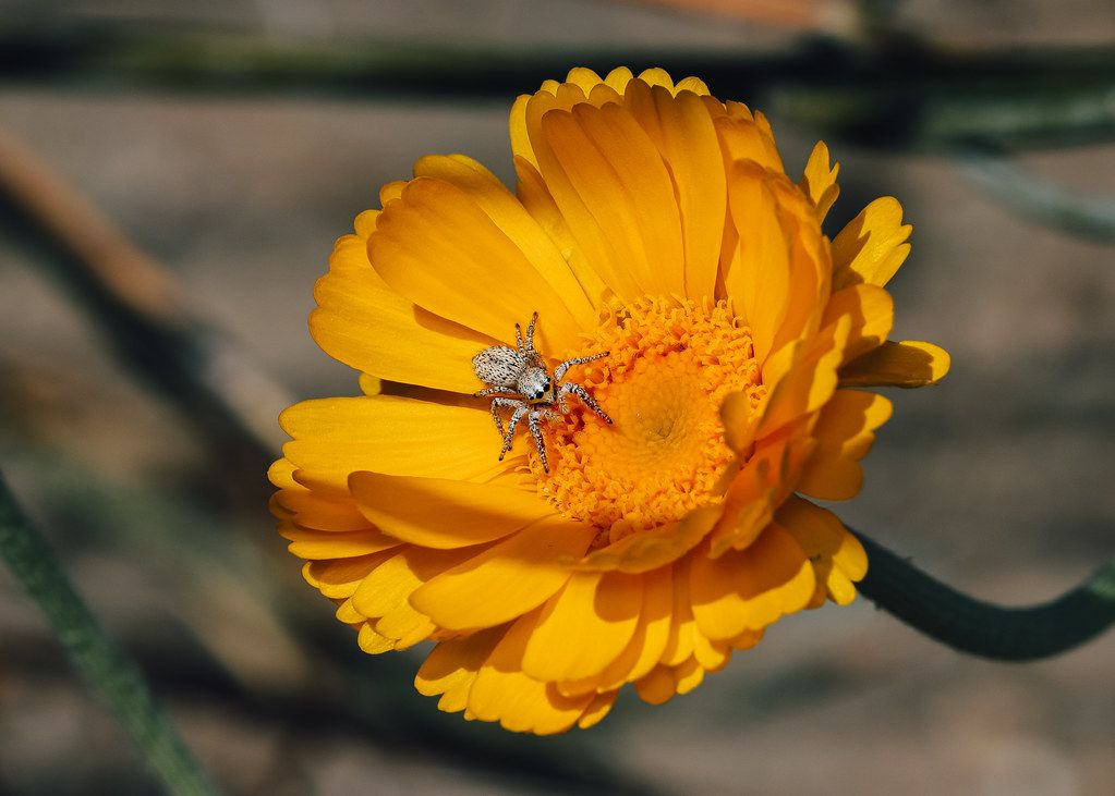 Spider Control service in Independence, MO